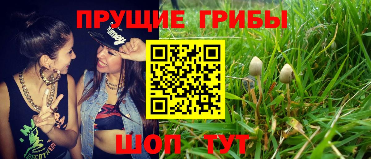 Псилоцибиновые грибы Cubensis  Вход с VPN  Кызыл  Псилоцибиновые грибы Magic Shrooms 